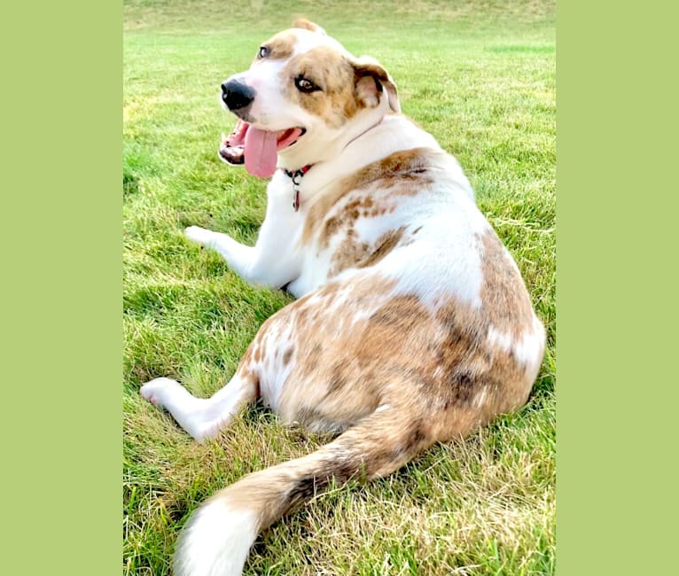 Photo of Jasper, an American Pit Bull Terrier, Australian Shepherd, Labrador Retriever, and Mixed mix in Texas, USA