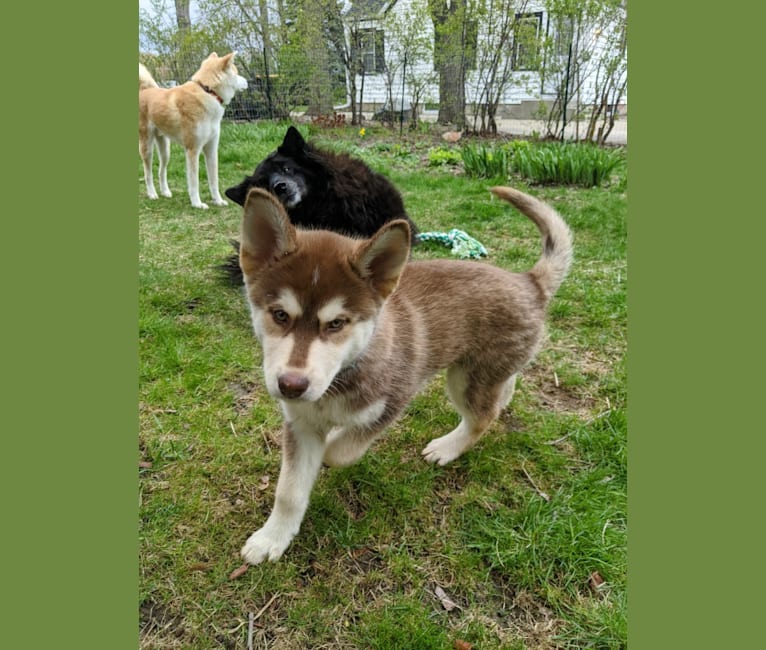 Photo of Gambit, a Siberian Husky, Australian Shepherd, Chow Chow, and Mixed mix in Wauwatosa, Wisconsin, USA