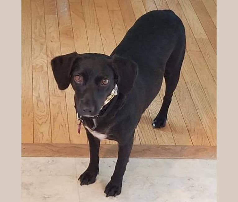 Fiona, a Boykin Spaniel and Miniature Pinscher mix tested with EmbarkVet.com