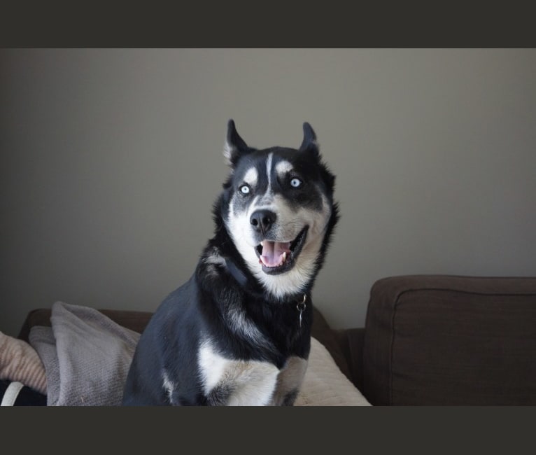 Maverick, a Siberian Husky and Labrador Retriever mix tested with EmbarkVet.com