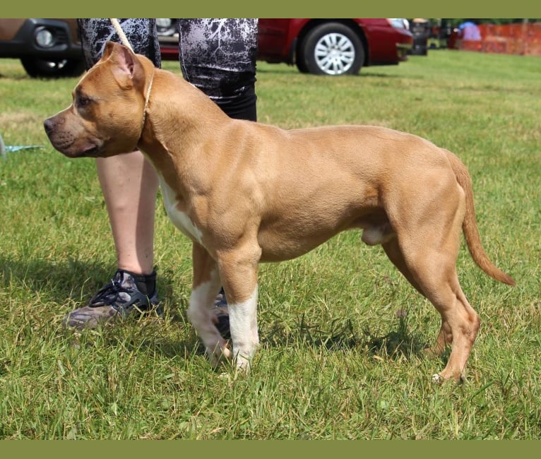 Rhodie, an American Bully and American Staffordshire Terrier mix tested with EmbarkVet.com