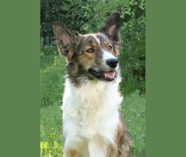 Photo of Bindi, a Border Collie  in West Virginia, USA