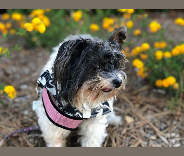 Ella, a Biewer Terrier tested with EmbarkVet.com