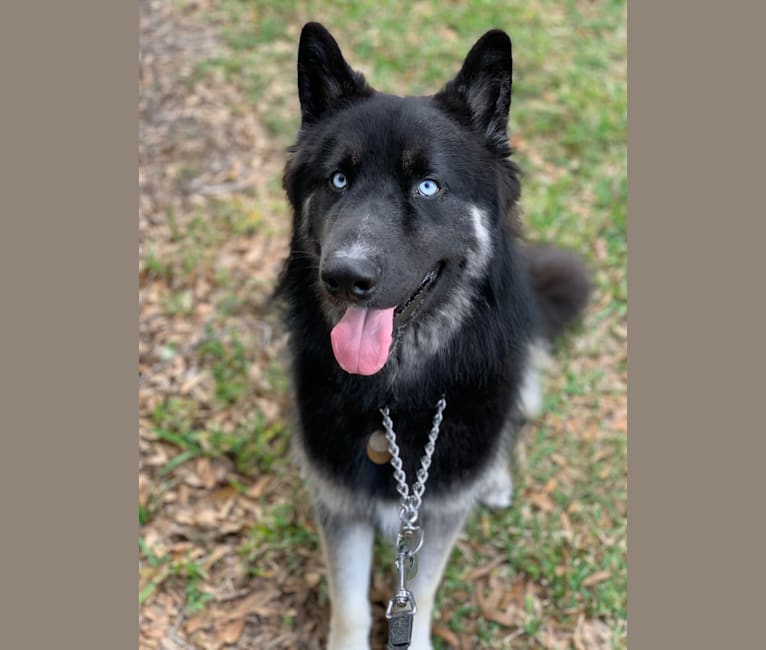 Loki, a Siberian Husky and German Shepherd Dog mix tested with EmbarkVet.com