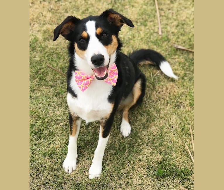 Beagle australian shepherd border collie mix shop