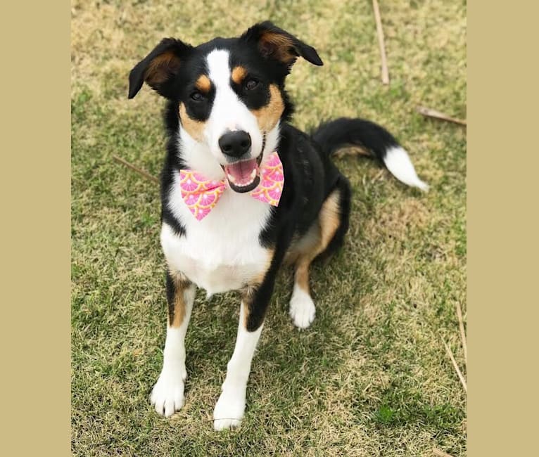 Bo, a Beagle and Australian Shepherd mix tested with EmbarkVet.com