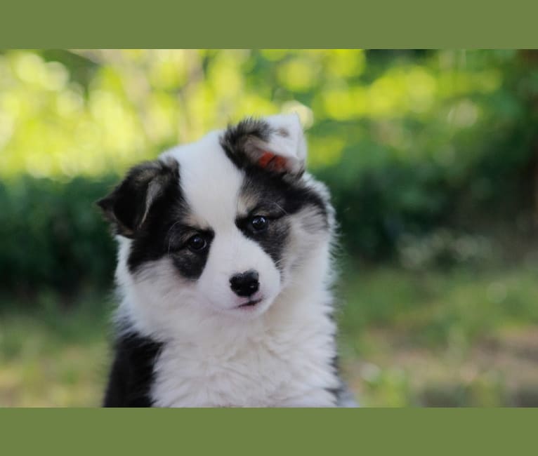 Suki, an Icelandic Sheepdog tested with EmbarkVet.com