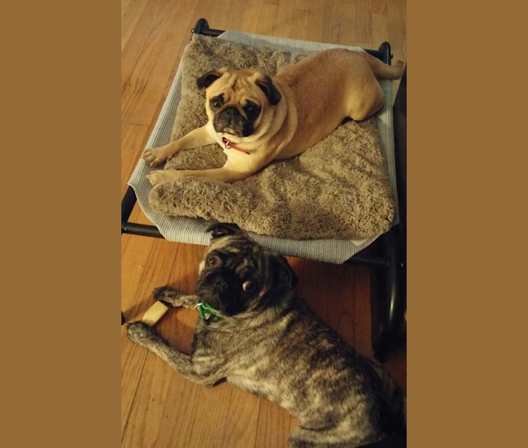 Photo of Lucy, a Pug  in Muncie, IN, USA