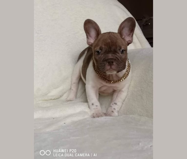 Winston, a French Bulldog tested with EmbarkVet.com
