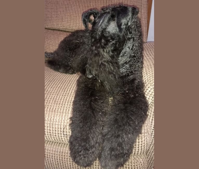 Sage, a Kerry Blue Terrier tested with EmbarkVet.com