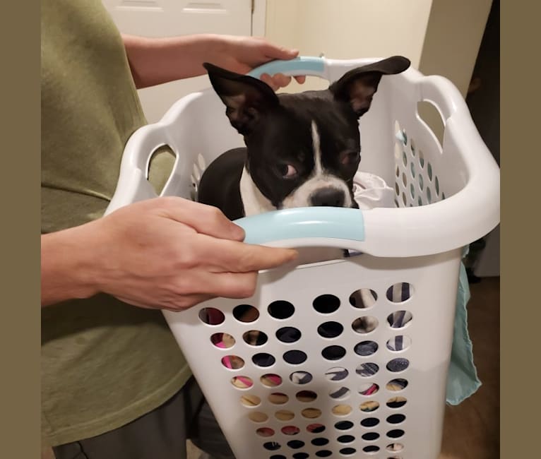 Photo of Clover, a Boston Terrier  in Fresno, OH, USA