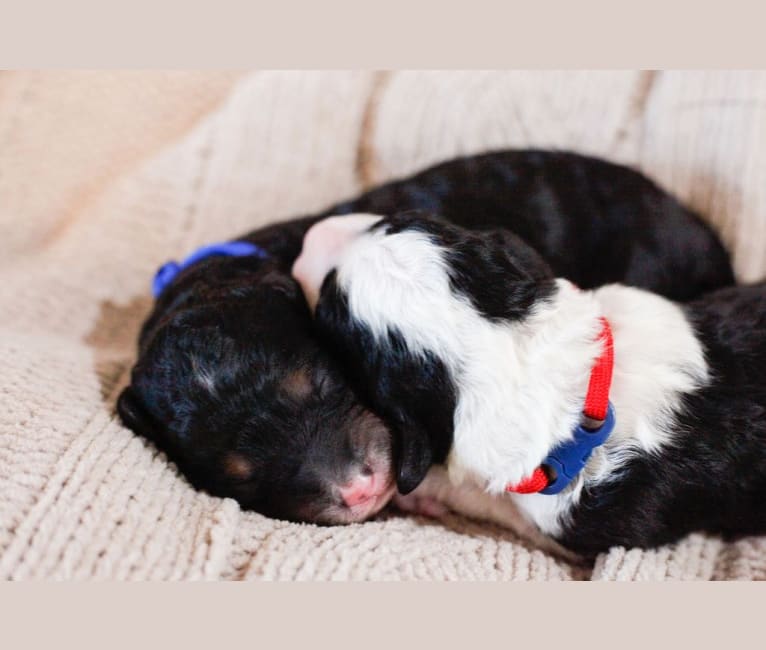 George, a Bernedoodle tested with EmbarkVet.com