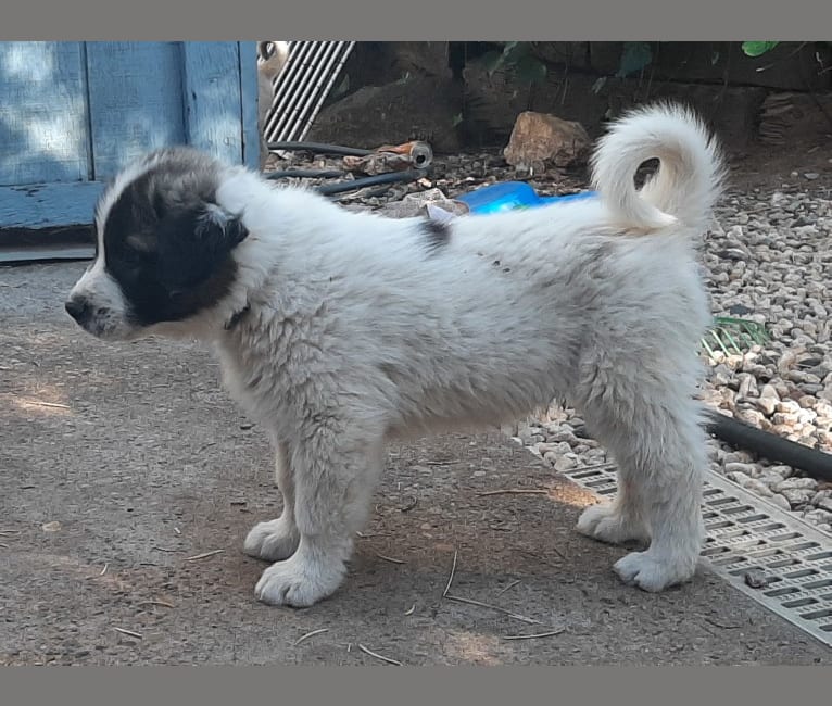 Duke, a Great Pyrenees and Anatolian Shepherd Dog mix tested with EmbarkVet.com