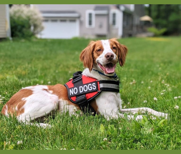 Photo of Oliver, a Brittany  in Lowell, MA, USA