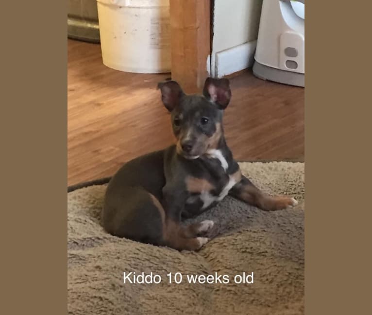 Kiddo, a Teddy Roosevelt Terrier tested with EmbarkVet.com