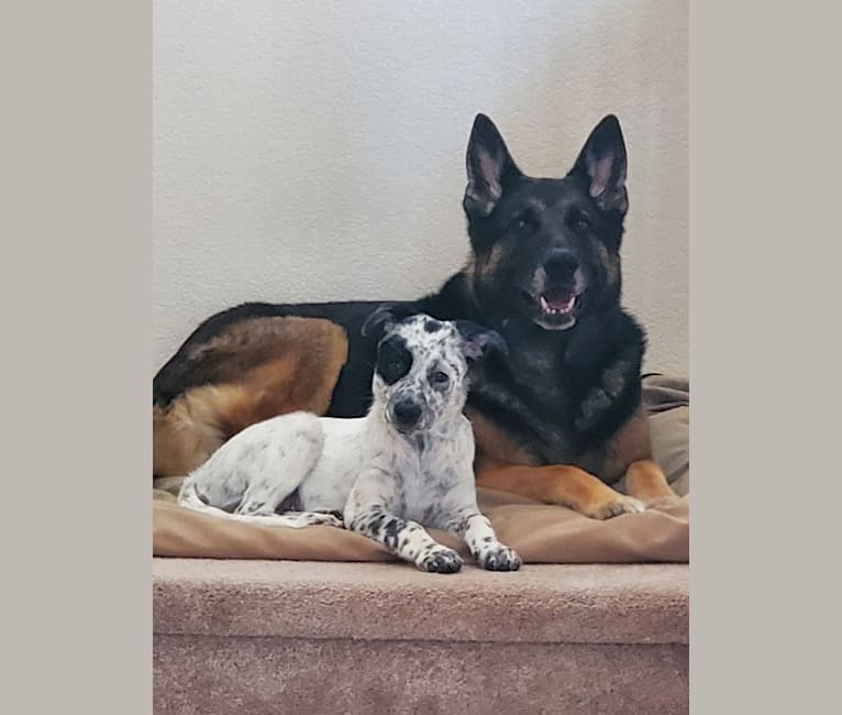 Indiana Bones, an Australian Cattle Dog and Miniature/MAS-type Australian Shepherd mix tested with EmbarkVet.com