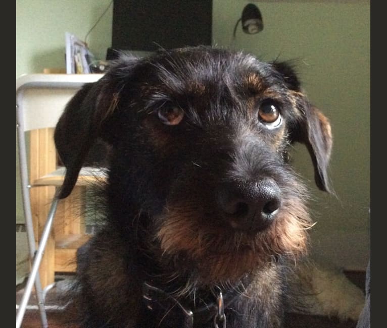 Schnauzer and shop golden retriever mix