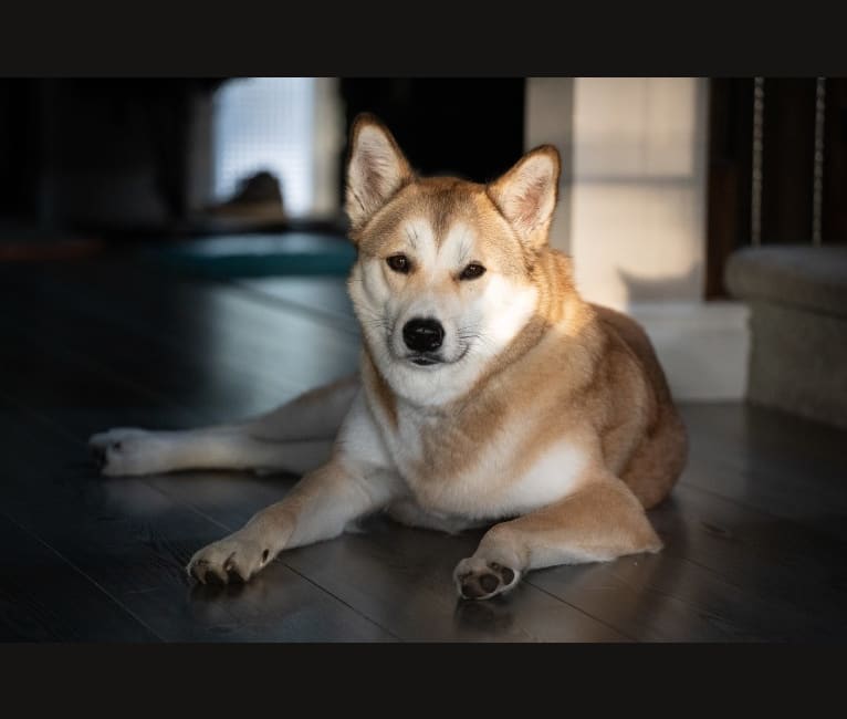 Oscar, a Japanese or Korean Village Dog tested with EmbarkVet.com