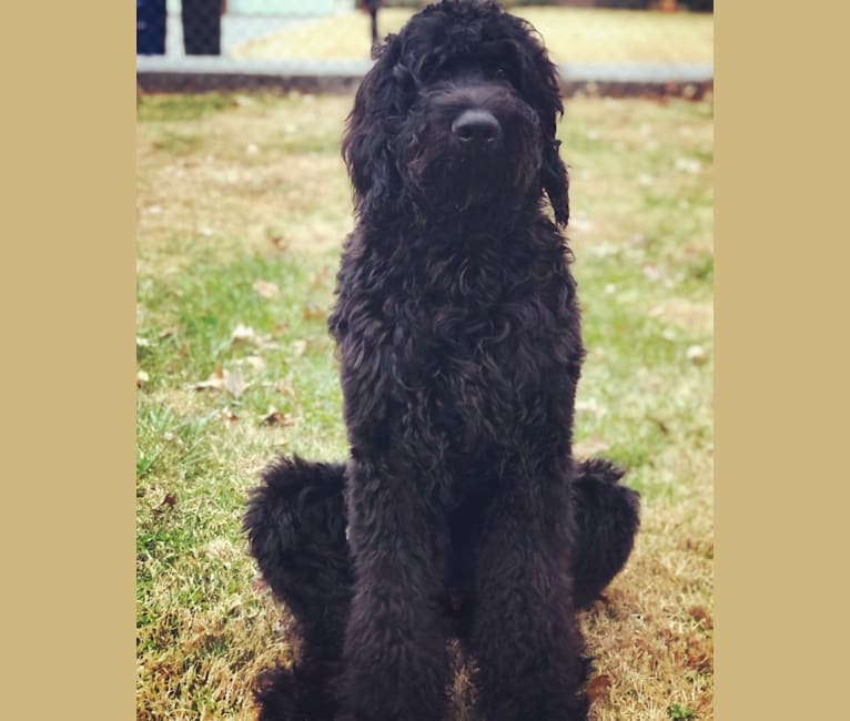 Louie, a Goldendoodle tested with EmbarkVet.com