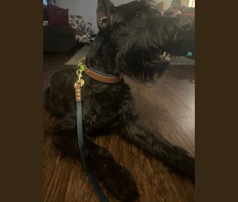 Duckweed, a Giant Schnauzer tested with EmbarkVet.com
