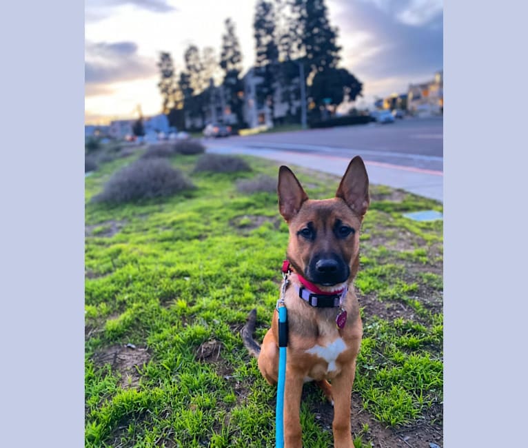 Photo of Lucy, a German Shepherd Dog and American Pit Bull Terrier mix in San Mateo, California, USA