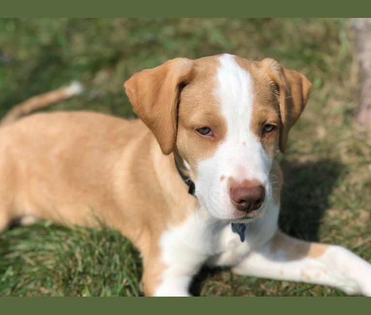 Max, a Labrador Retriever and American Pit Bull Terrier mix tested with EmbarkVet.com