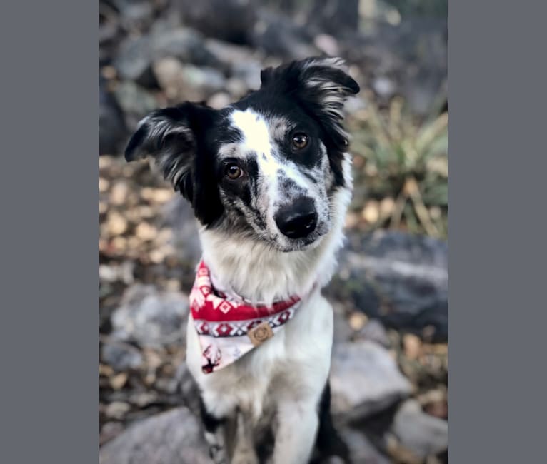 Third Times A Charm “Makena”, an Australian Shepherd and Weimaraner mix tested with EmbarkVet.com