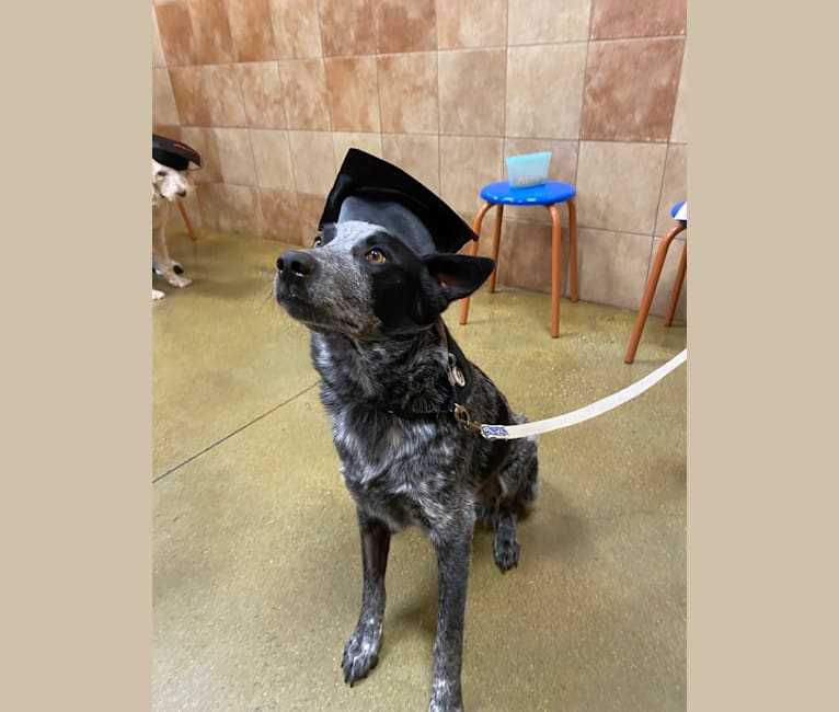 Bodie, an Australian Cattle Dog and Border Collie mix tested with EmbarkVet.com