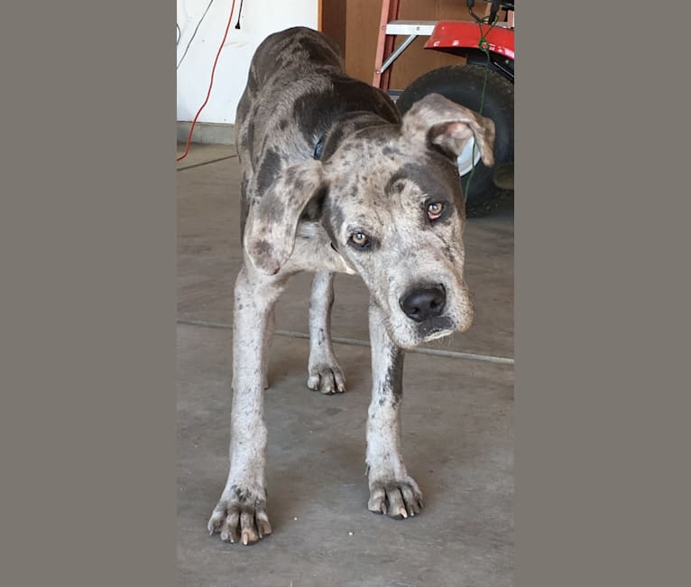Embark Dog Dna Test Breed