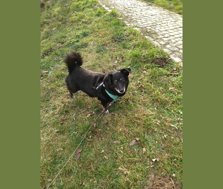 Mažė, an European Village Dog tested with EmbarkVet.com