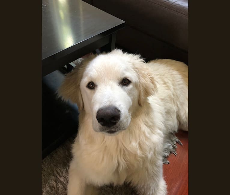 Snow, a Great Pyrenees and German Shepherd Dog mix tested with EmbarkVet.com