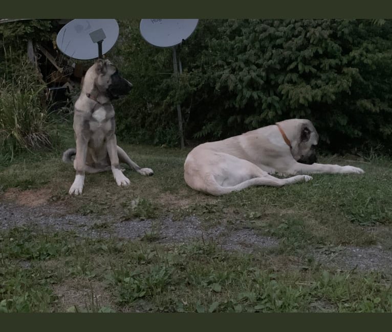 Wolf House Magna, an Anatolian Shepherd Dog tested with EmbarkVet.com