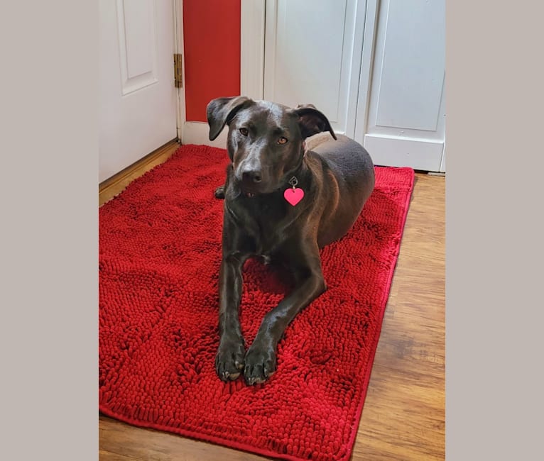 Harper, an American Pit Bull Terrier and Australian Shepherd mix tested with EmbarkVet.com