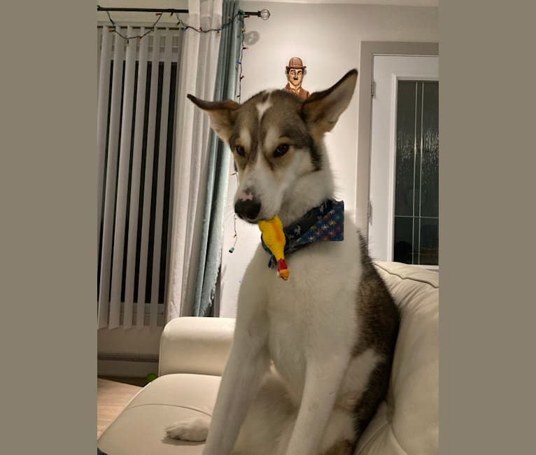 Husky german shorthaired pointer deals mix