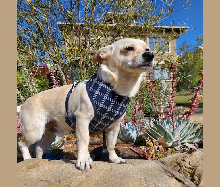 Austin "Sausage" Kim, a Poodle (Small) and Chihuahua mix tested with EmbarkVet.com