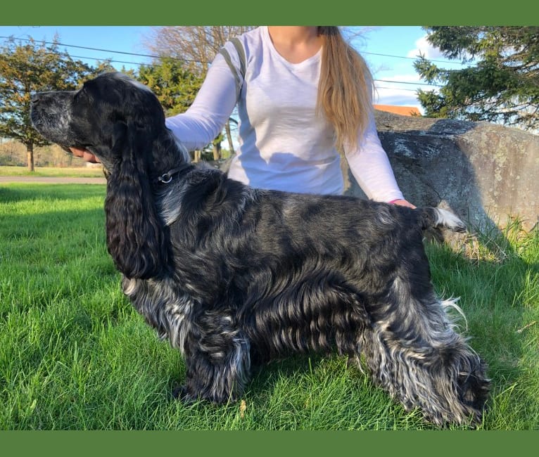 Photo of Scout, an English Cocker Spaniel  in USA