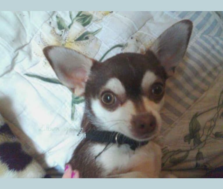 Photo of Chiko, a Chihuahua mix in Graham, Washington, USA