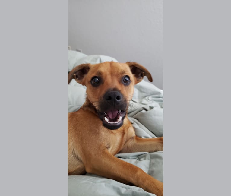 Photo of Maximillian Von Pupperstein, a Poodle (Small), American Pit Bull Terrier, Cocker Spaniel, Chihuahua, and Mixed mix in Austin, TX, USA