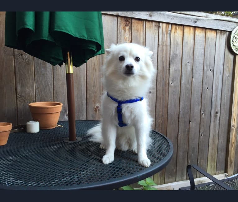 Photo of Ozzie, an American Eskimo Dog  in Ohio, USA