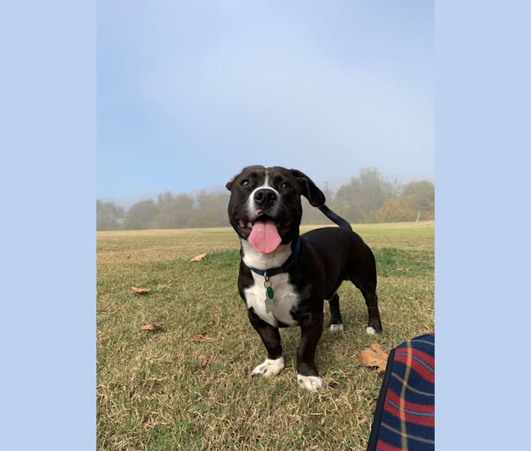 embark dog dna test breed