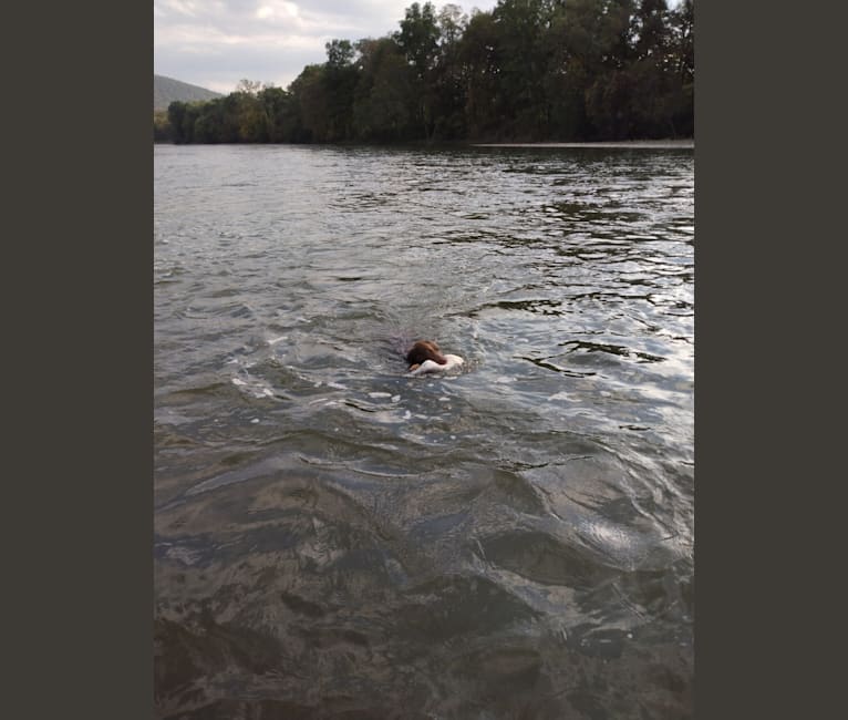 Quinn, a Chesapeake Bay Retriever tested with EmbarkVet.com