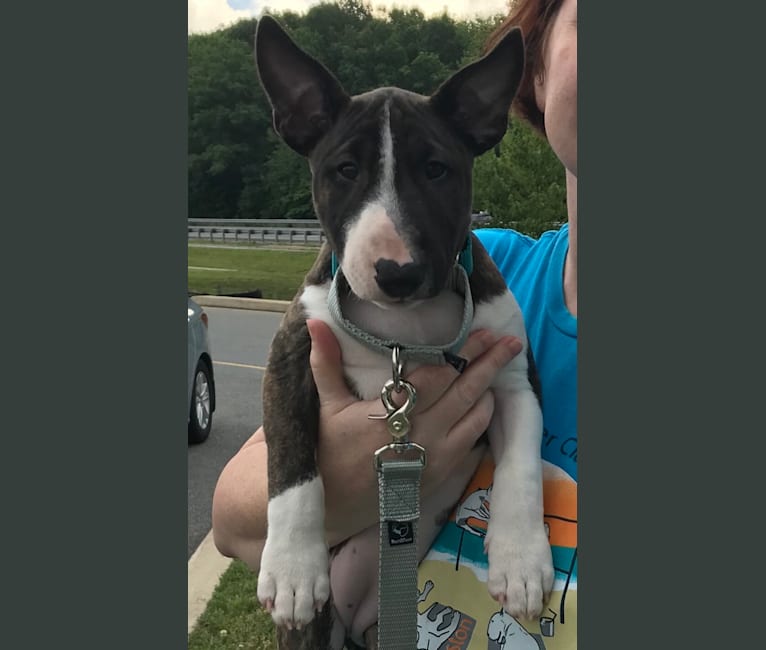Rosie, a Miniature Bull Terrier tested with EmbarkVet.com