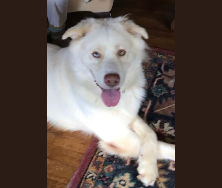 Zeus, a Siberian Husky and American Pit Bull Terrier mix tested with EmbarkVet.com