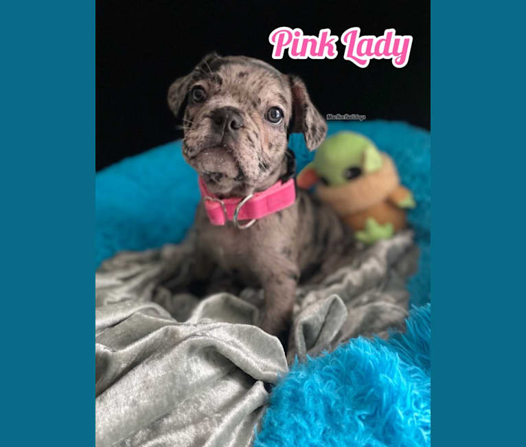 Pink Lady, a French Bulldog tested with EmbarkVet.com