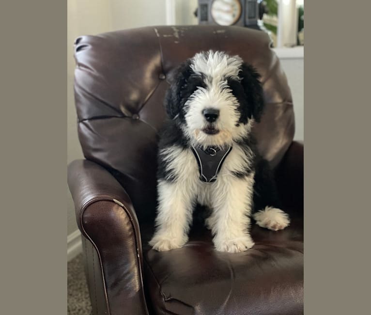 Theodore Woodson Nicholas, a Saint Bernard and Old English Sheepdog mix tested with EmbarkVet.com