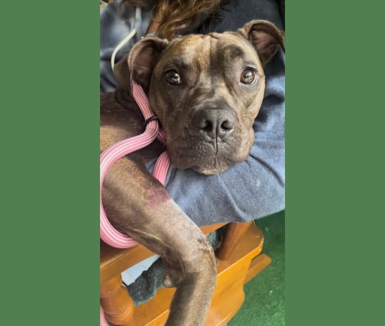 Stella, an American Pit Bull Terrier tested with EmbarkVet.com
