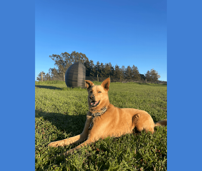 Goose, a German Shepherd Dog and Siberian Husky mix tested with EmbarkVet.com