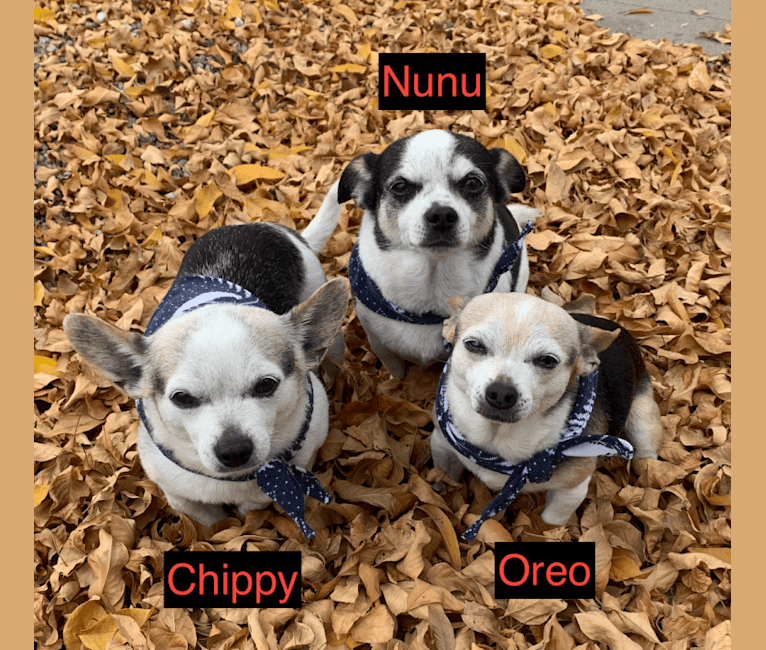 Nunu (+Oreo and Chippy), a Chihuahua and Dachshund mix tested with EmbarkVet.com