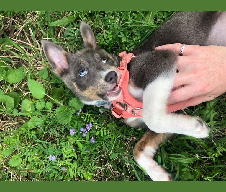 Fizz, an American Pit Bull Terrier and Australian Cattle Dog mix tested with EmbarkVet.com