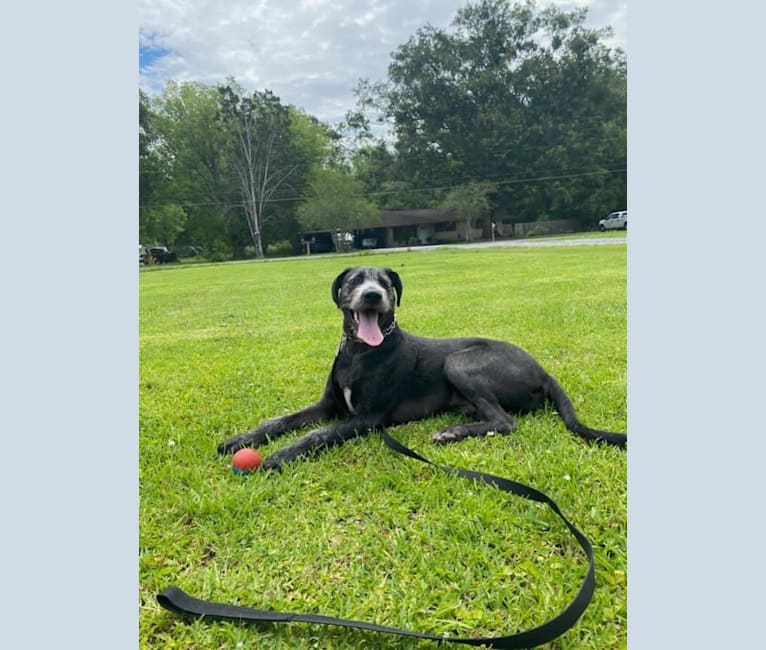 Photo of Wrigley, an American Pit Bull Terrier, Poodle (Standard), Labrador Retriever, and American Staffordshire Terrier mix in Prairieville, Louisiana, USA